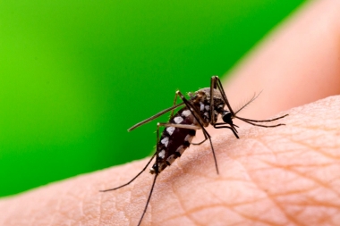 Una mujer de Temperley fue la segunda víctima fatal del año por dengue en la Provincia