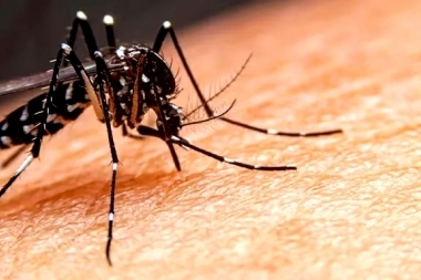 Dengue bonaerense: La Plata registró dos nuevos casos y uno es autóctono