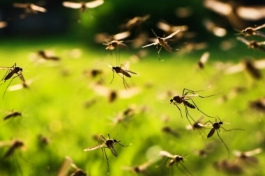 Kreplak advirtió que es la temporada de Dengue “con mayores casos de la historia”