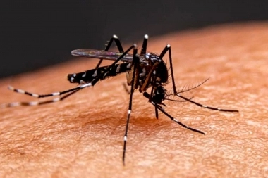 Emergencia en Provincia: hay más de 35 mil casos de dengue confirmados