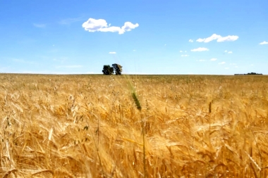 Se podrá cosechar dos nuevas variedades de trigo Candeal creadas en territorio Bonaerense