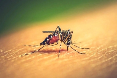 Con un nuevo caso en Gonnet, asciende a 20 la cantidad de contagios de dengue en La Plata