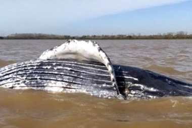 Encontraron una ballena muerta en Punta Lara