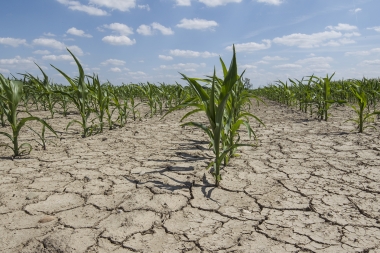 Preocupación por las sequías: el 35 por ciento de las áreas cultivables se encuentran afectadas