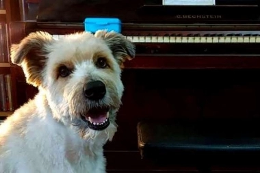 Viral en TikTok: increíble, mirá el perro que canta “La lechuza”