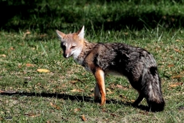 Rescate en La Plata: un zorro pampeano deambulaba por el centro de la ciudad