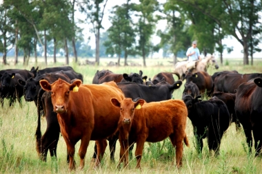 Lanzan campaña en municipios para prevenir enfermedades de transmisión sexual en bovinos
