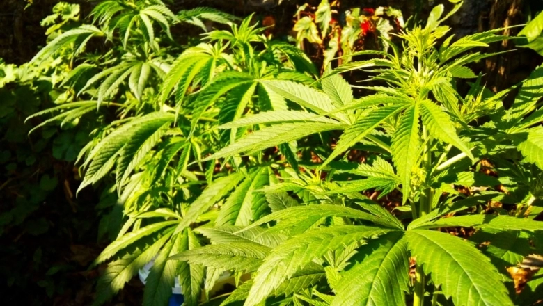 Mala cosecha: lo arrestaron cuando robaba plantas de marihuana en un techo