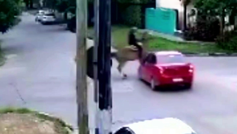 La Plata en modo Conurbano: buscan automovilista que chocó un caballo y abandonó al jinete