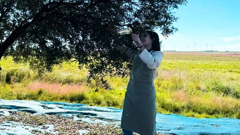 Destinos bonaerenses: múltiples ciudades, múltiples sabores de olivares nutren la oferta cultiva de la Provincia