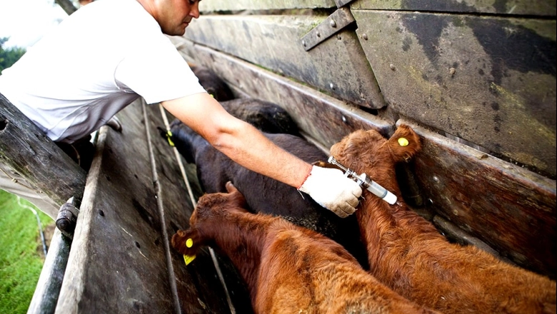 Fuerte rechazo del campo bonaerense a la desregulación de la aftosa