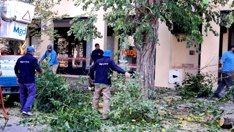 Magdalena inició el plan de reforestación urbana y orden en veredas