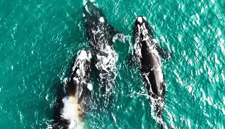 Destinos bonaerenses: las ballenas de Miramar y Necochea asoman la vista sobre la costa