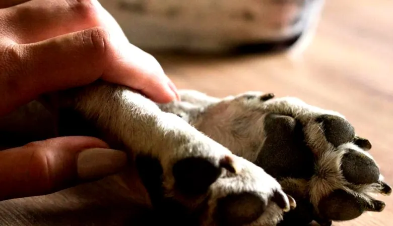 Impulsan una licencia por la muerte de mascotas: a quiénes está destinados y de qué se trata