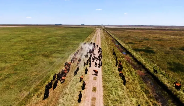Un informe ubicó al municipio de Pila entre las ciudades bonaerenses líderes del Interior Agropecuario