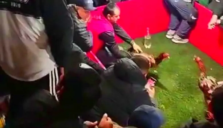 Cómo funcionaba la riña de gallos que la Policía Federal clausuró en Brandsen