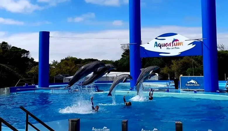 Aquarium de Mar del Plata: pingüinos a la venta fueron tasados en una cifra millonaria