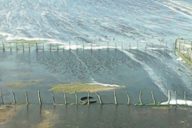Después de las inundaciones en Villegas, rurales afirmaron que se sembró un 40 por ciento menos