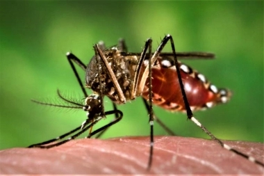 Son más de 200 los casos autóctonos de Chikungunya en la Provincia