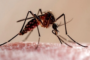 Para combatir el dengue, Provincia realizará un operativo de descacharrado en 31 municipios