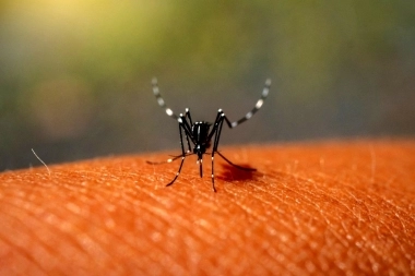 Cuáles son los 5 municipios bonaerenses que registraron casos de dengue autóctonos