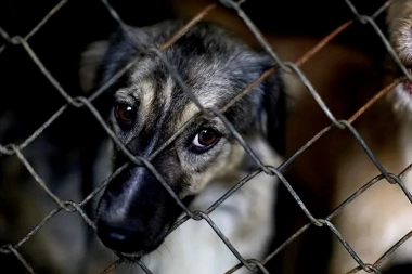 Un proyecto que busca combatir el maltrato animal avanza en la Legislatura bonaerense