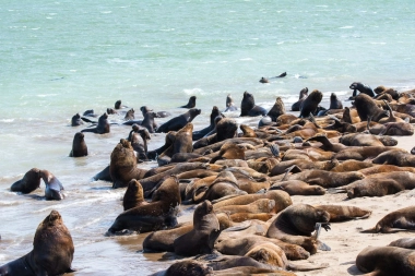 Presentan un proyecto de Ley para aplicar multas por maltrato a mamíferos marinos en las playas bonaerenses