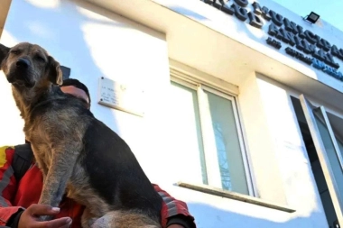 Impulsan un proyecto para permitir el ingreso de animales de compañía a hospitales bonaerenses