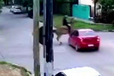 La Plata en modo Conurbano: buscan automovilista que chocó un caballo y abandonó al jinete