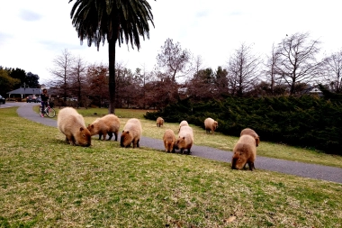 Carpinchos en Nordelta: el operativo del Gobierno de Kicillof que terminó con denuncias