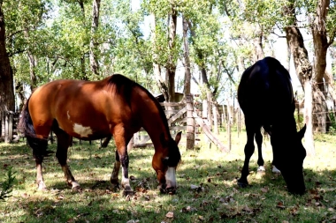 La Municipalidad de Pila adquirió dos caballos destinados al programa de Equinoterapia