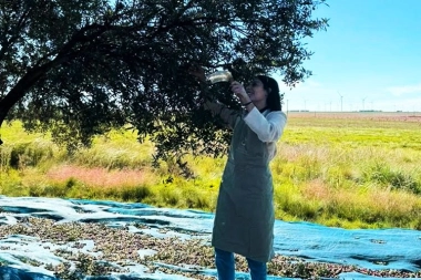 Destinos bonaerenses: múltiples ciudades, múltiples sabores de olivares nutren la oferta cultiva de la Provincia