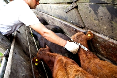 Fuerte rechazo del campo bonaerense a la desregulación de la aftosa