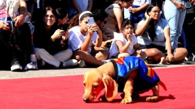Gran desfile de mascotas en La Plata: cuándo, dónde es y qué se podrá hacer