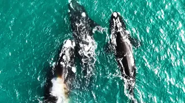 Destinos bonaerenses: las ballenas de Miramar y Necochea asoman la vista sobre la costa