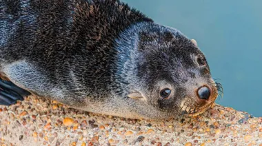 En conjunto con especialistas, San Fernando rescató a dos lobos marinos en pocos días