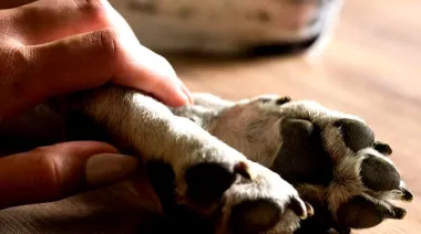 Impulsan una licencia por la muerte de mascotas: a quiénes está destinados y de qué se trata