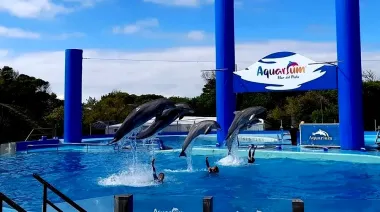 Polémica en el Aquarium de Mar del Plata: pingüinos a la venta fueron tasados en una cifra millonaria