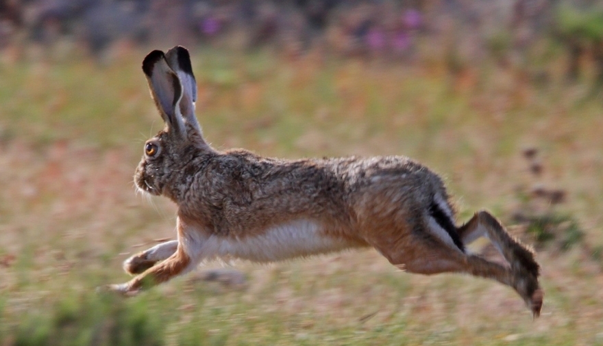 Agroindustria habilitó la temporada de caza comercial de liebre europea