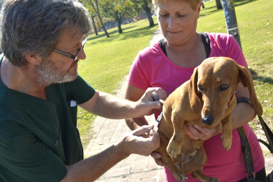 Más de tres mil animales recibieron atención veterinaria de manera gratuita en La Plata
