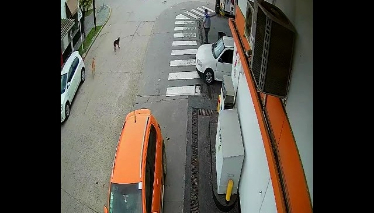 Video: un ñandú chocó a un ciclista en Ranchos