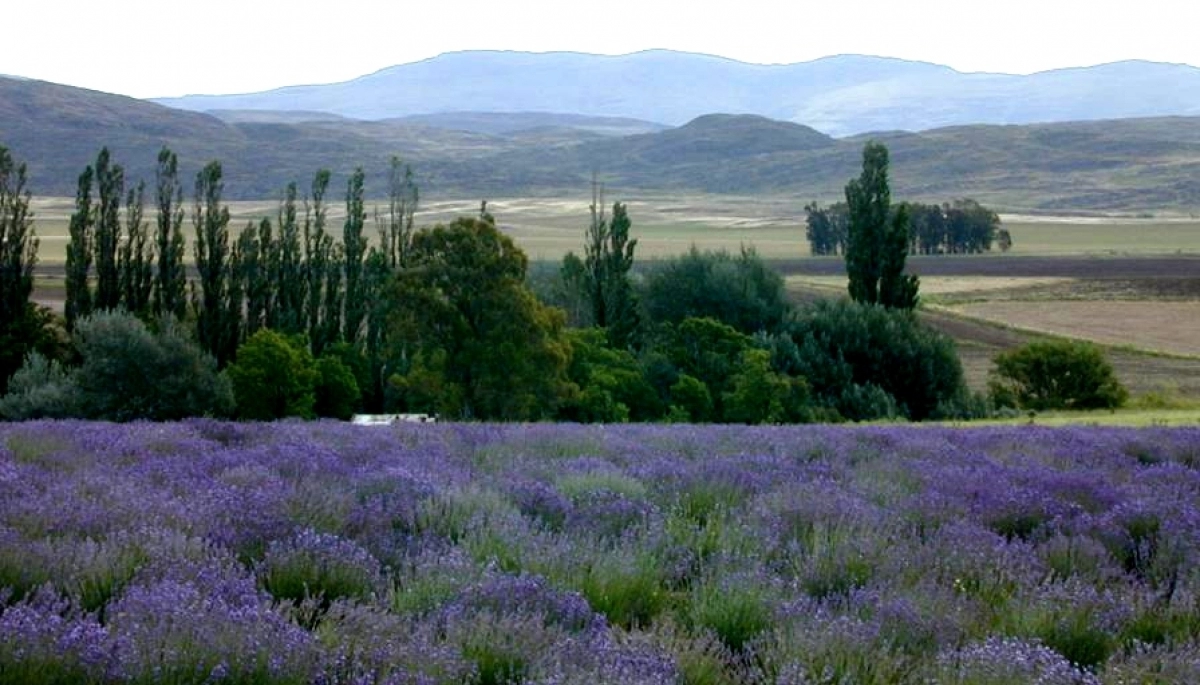 Destinos Bonaerenses: sierras que ofrecen una experiencia aromática única
