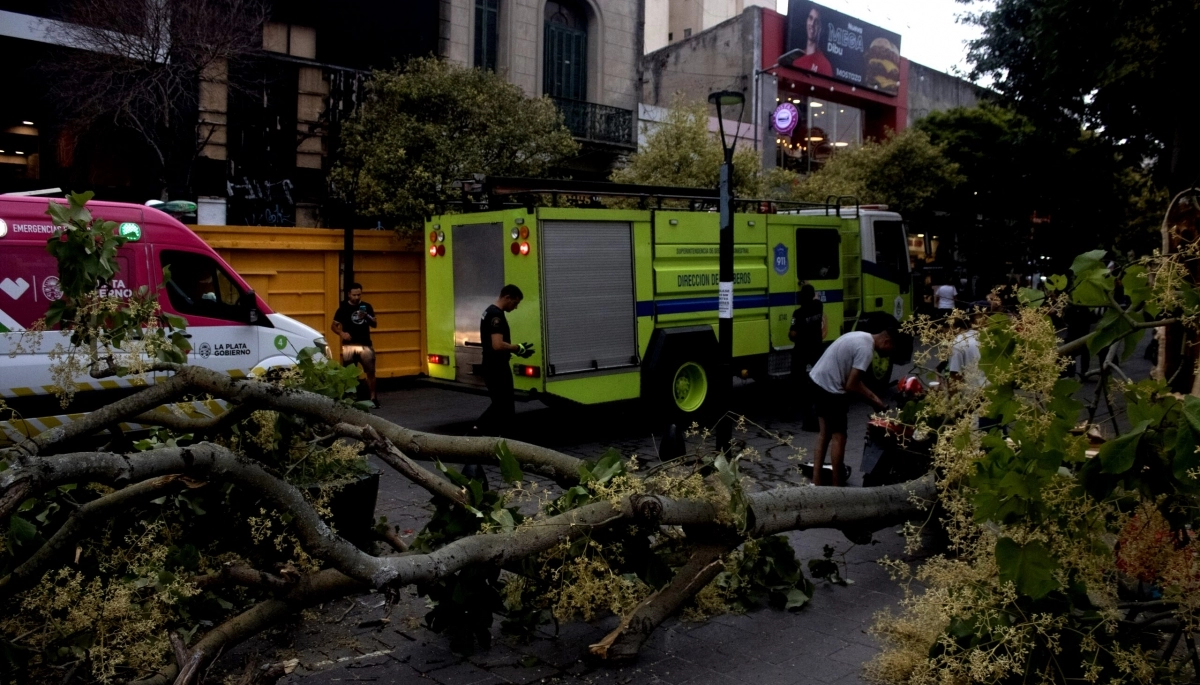 Pleno centro de La Plata: se cayó una rama, golpeó a una mujer y aplastó una moto