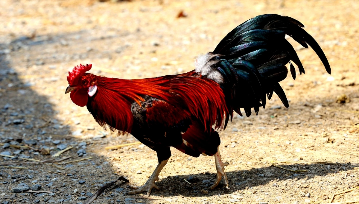 Luego de una balacera y por una denuncia anónima, acabaron con una riña de gallos
