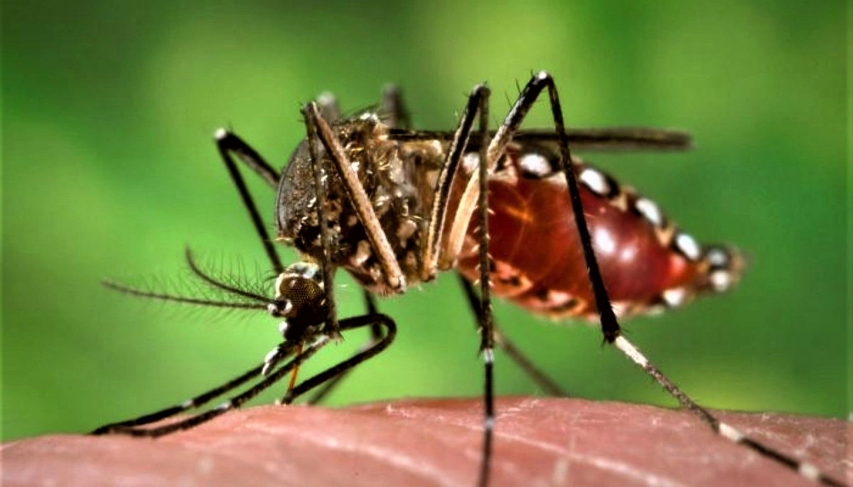 Son más de 200 los casos autóctonos de Chikungunya en la Provincia