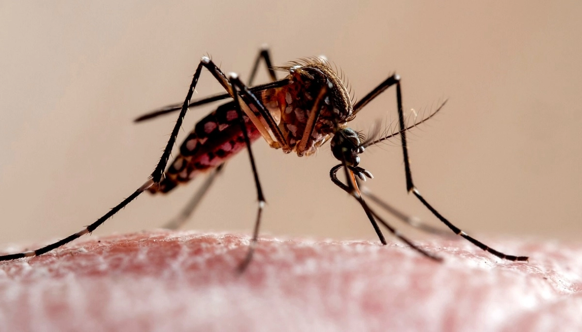 Para combatir el dengue, Provincia realizará un operativo de descacharrado en 31 municipios