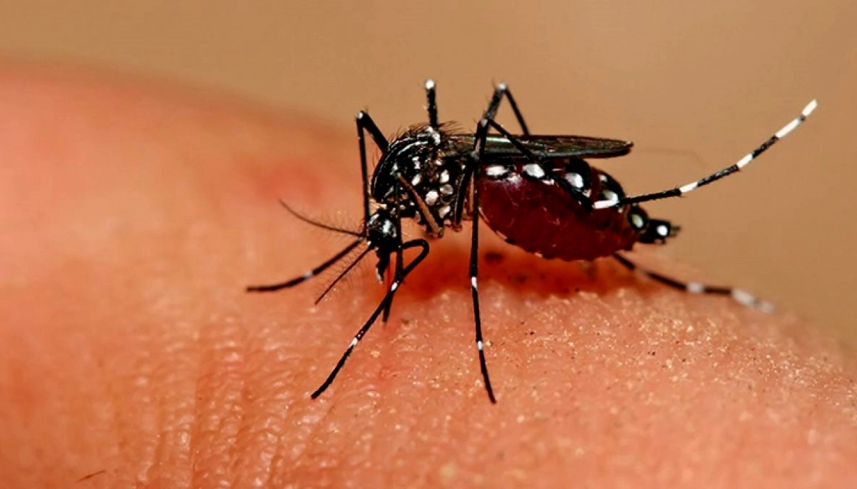 Provincia alertó por un caso de dengue autóctono registrado en municipio bonaerense