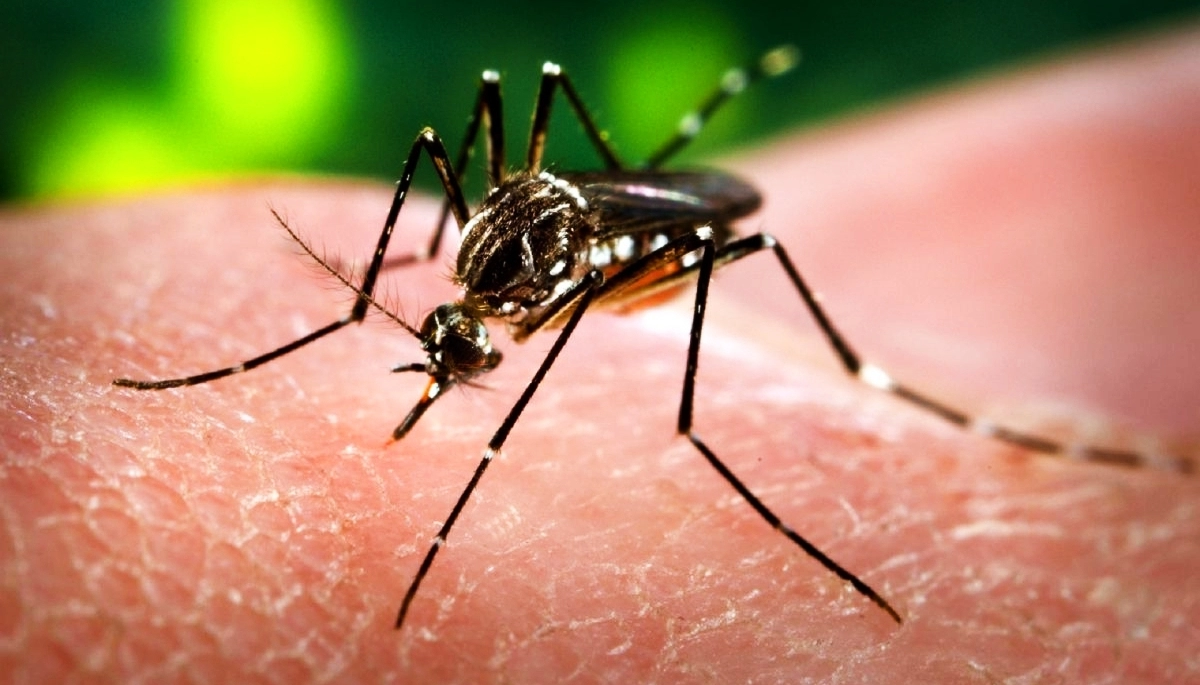 Aumentan casos de dengue: qué síntomas contrae y cómo eliminar criaderos de mosquitos