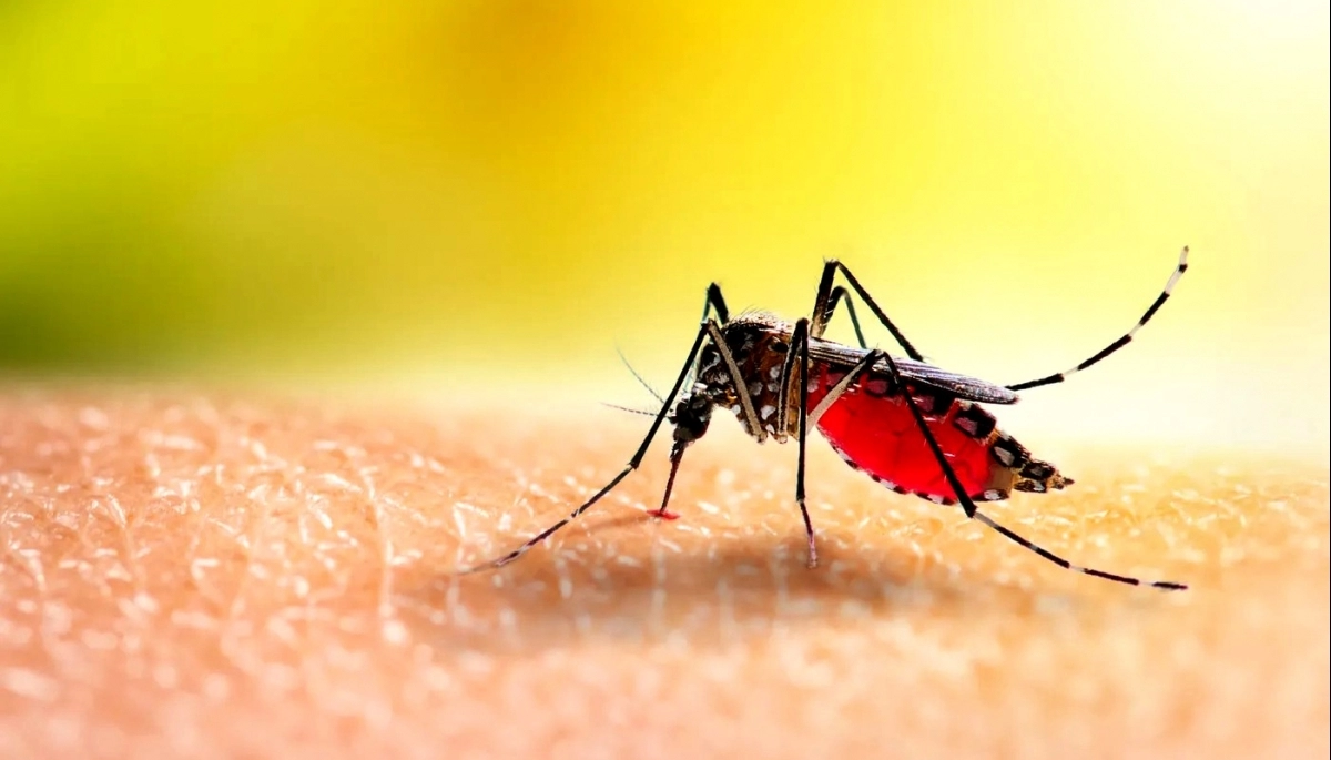 El Municipio de La Plata repartirá un repelente contra mosquitos de fabricación propia
