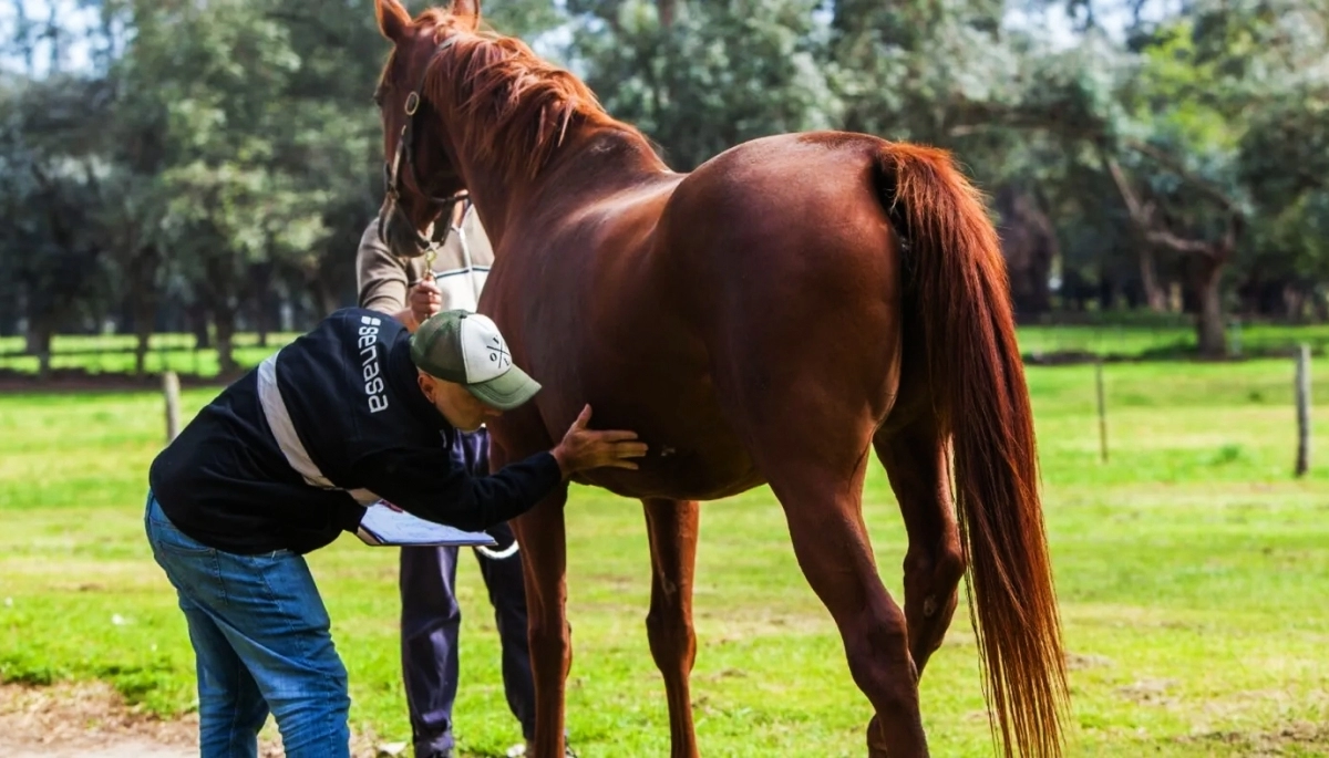 Se confirmó la primera muerte por encefalitis equina en la Provincia